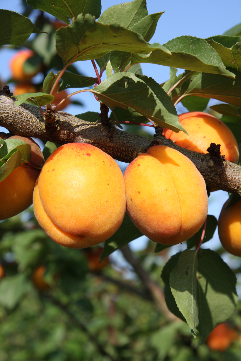 Apricots, Peaches and Nectarines