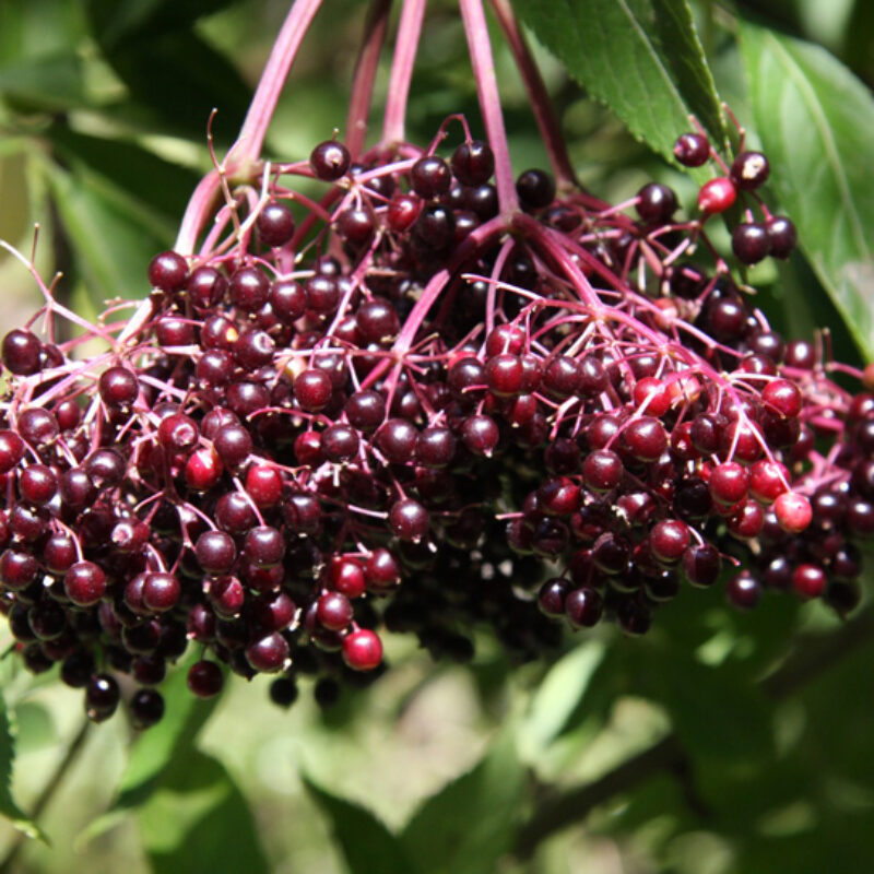 Elderberries/Elderflower