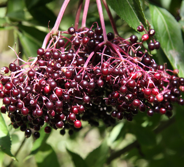 Elderberries/Elderflower