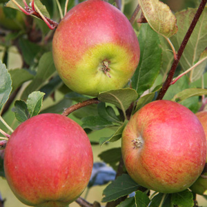 Frank P Matthews growing Orchards for Schools with The Tree Council