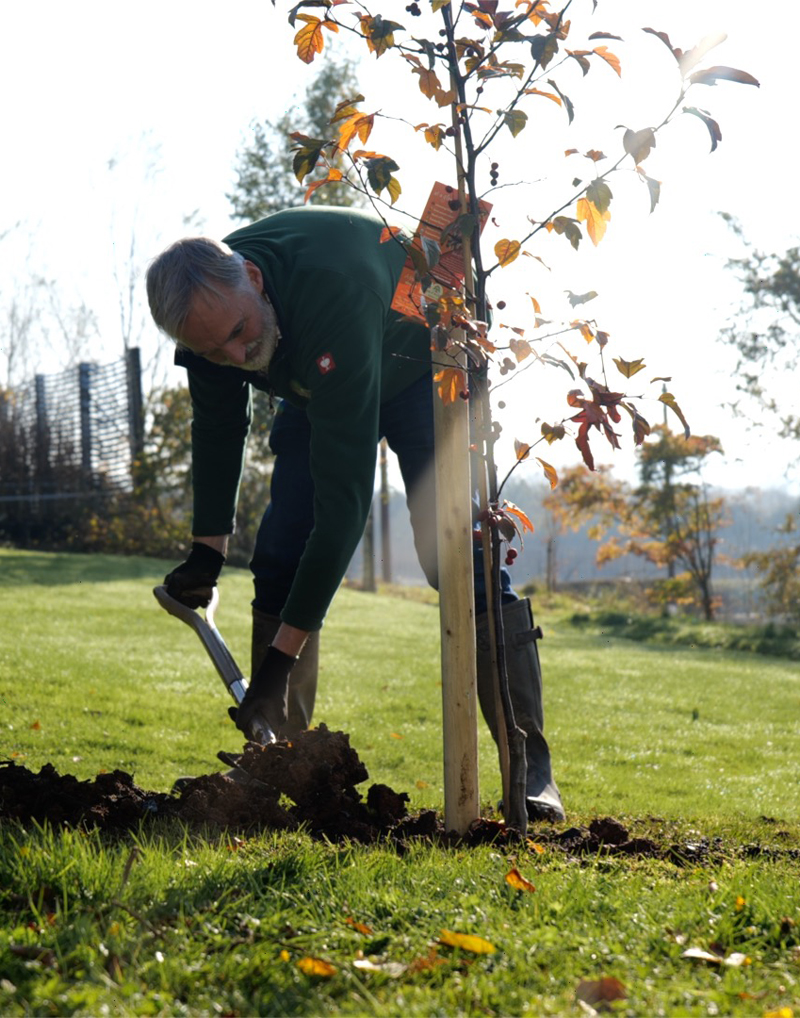 How to Plant a Container Tree