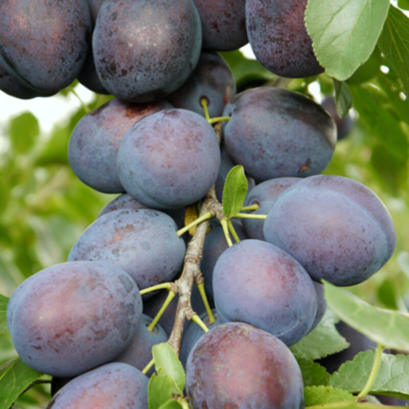 We are exhibiting at the HTA National Plant Show with NEW varieties!