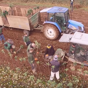 Bare root trees being lifted from the field 1