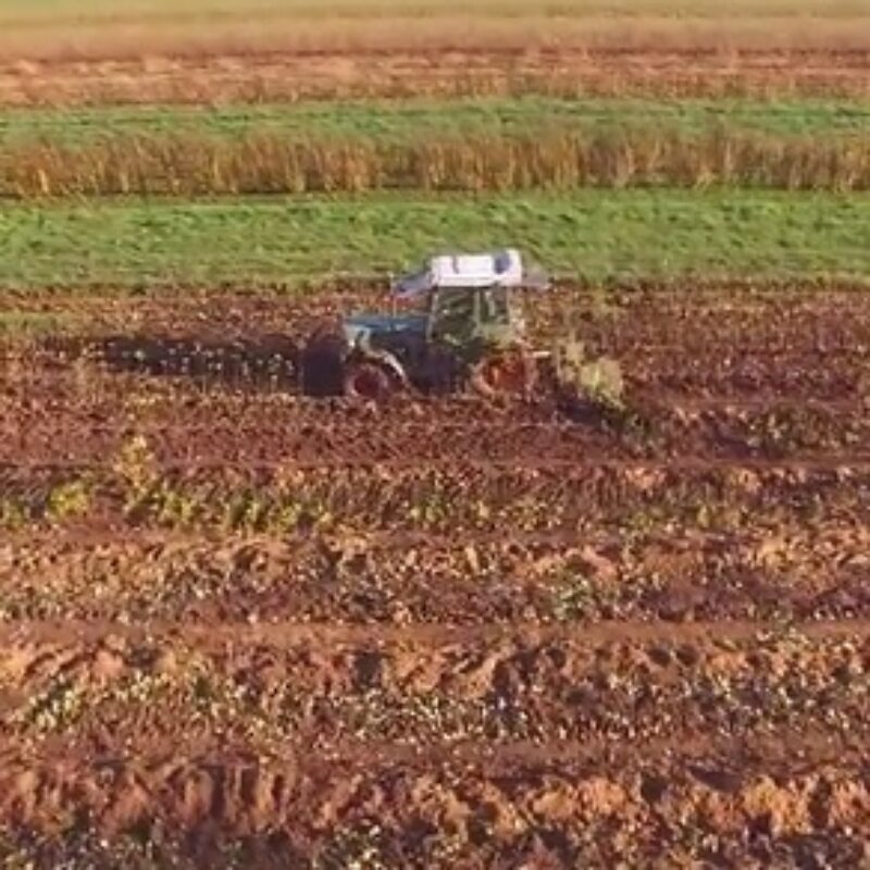 The field crew harvesting rootstocks from the stoolbeds 1