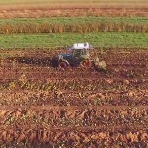 The field crew harvesting rootstocks from the stoolbeds 1