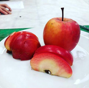 Apple tasting to discover best new varieties 1