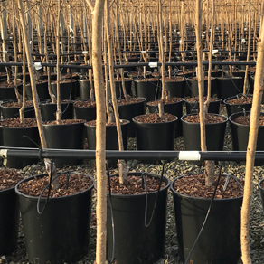 We are now potting trees from the field for autumn 2019