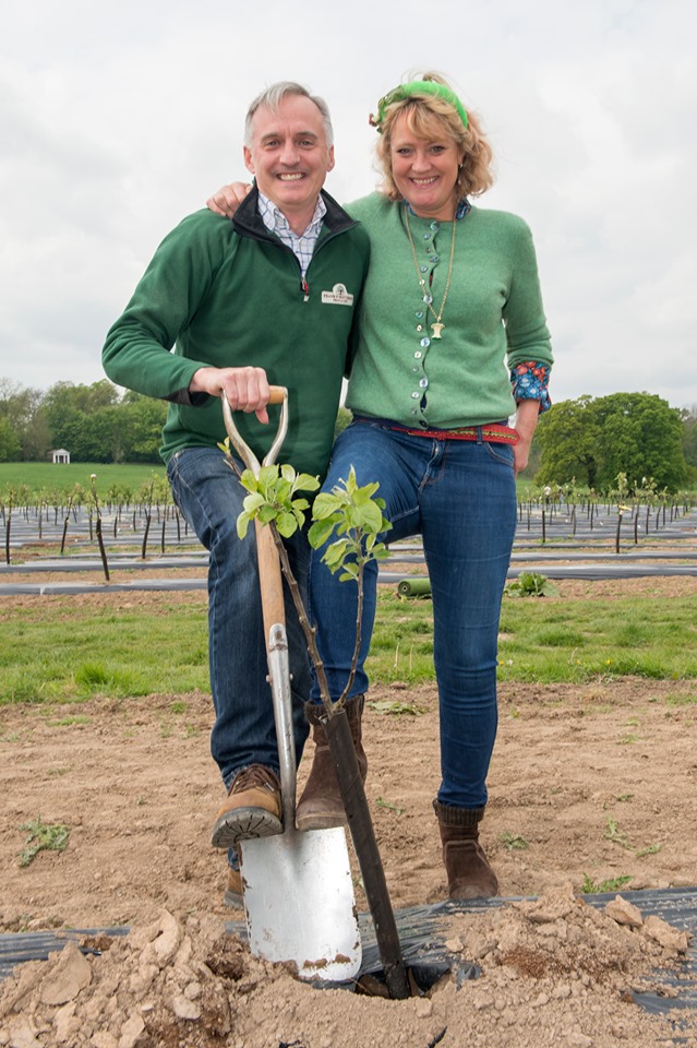 apple tree planting