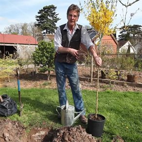 Short video on how to plant a tree