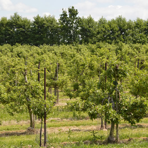 Matthew takes part in apple tree planting celebration 1