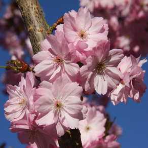 Frank P Matthews growing trees for Japanese Sakura project