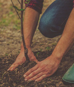 How to Plant a Bare Root Tree