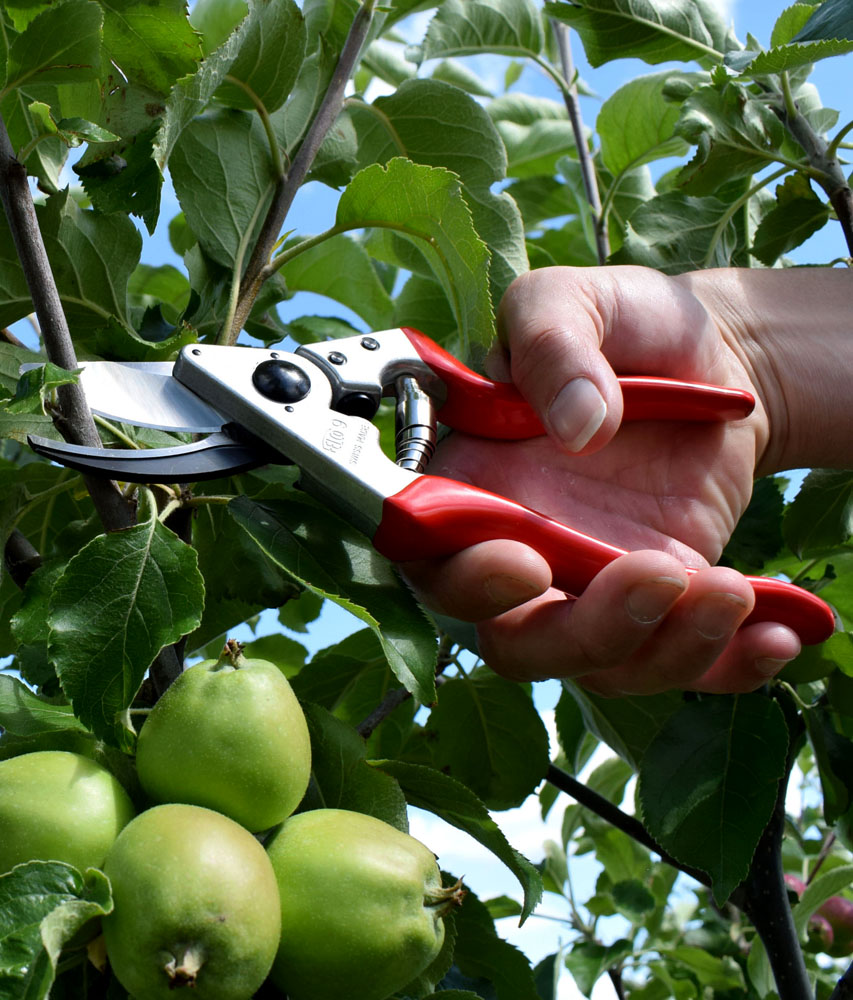 How to Prune Fruit Trees