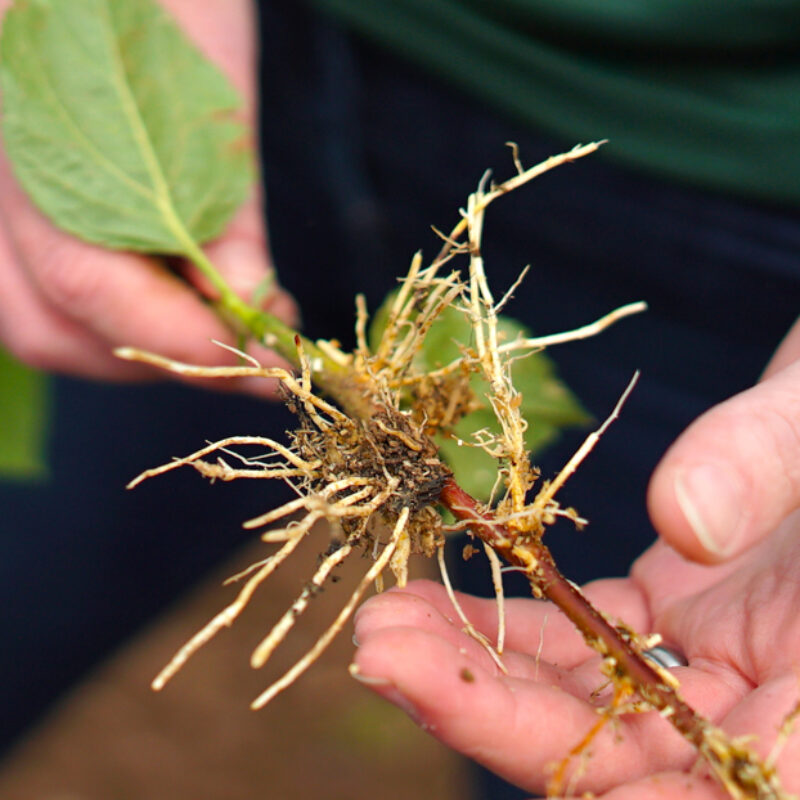 Rootstocks - Background and History