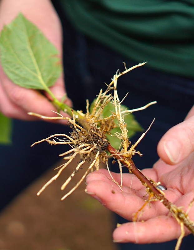 Rootstocks - Background and History