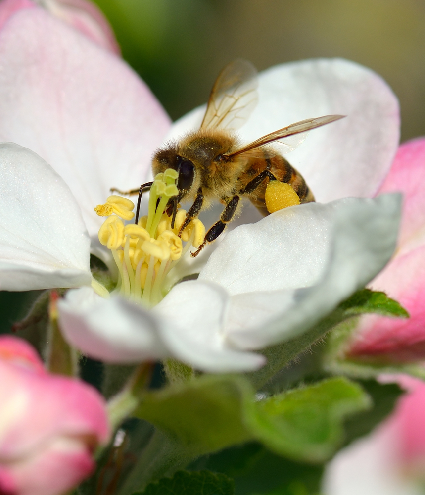 Fruit Tree Pollination