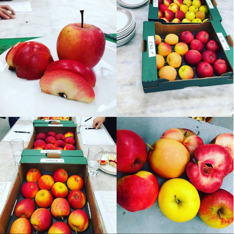 Apple tasting to discover best new varieties