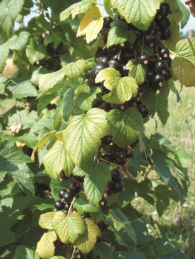 Heritage Blackcurrant Trees (Pre 1900) 1