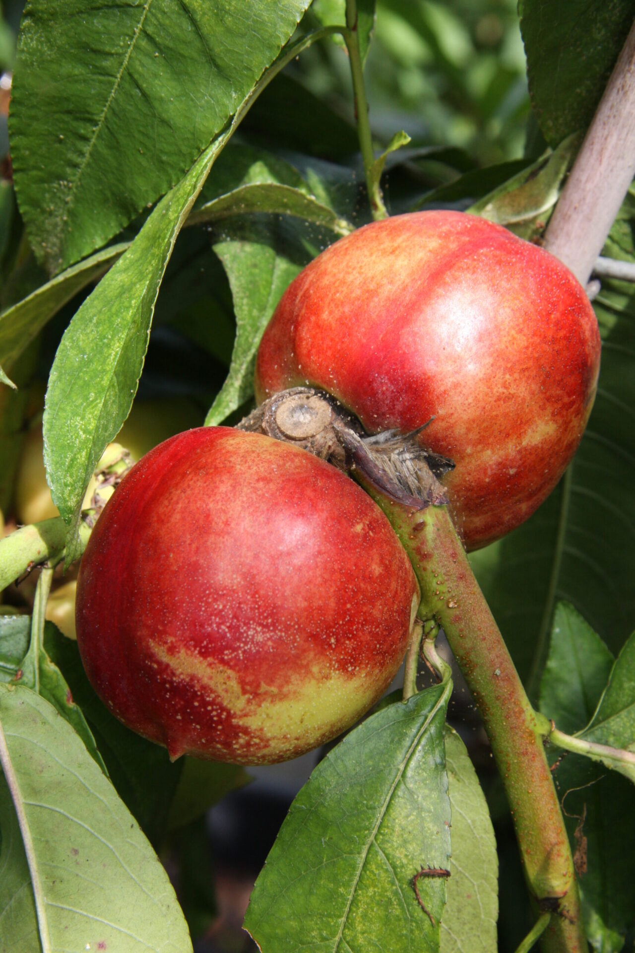 Heritage Fruit Trees Fruit Trees Frank P Matthews