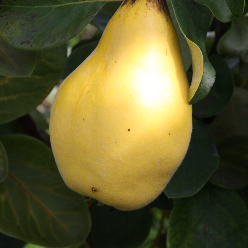 Heritage Fruit Trees Fruit Trees Frank P Matthews