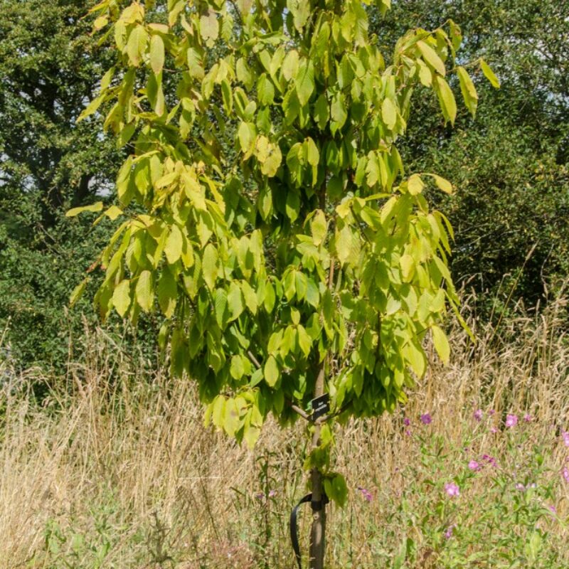 Acer carpinifolium 1