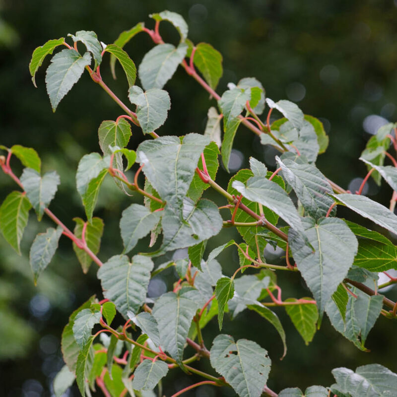 Acer caudatifolium 1