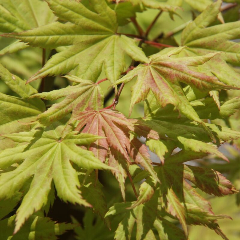 Acer shirasawasnum 'Aureum'
