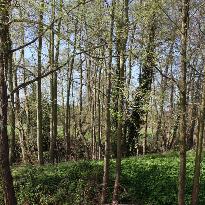 Alnus glutinosa 'Imperialis' | Frank P Matthews