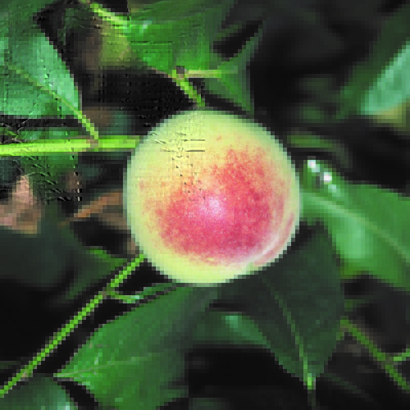 Heritage Fruit Trees Fruit Trees Frank P Matthews