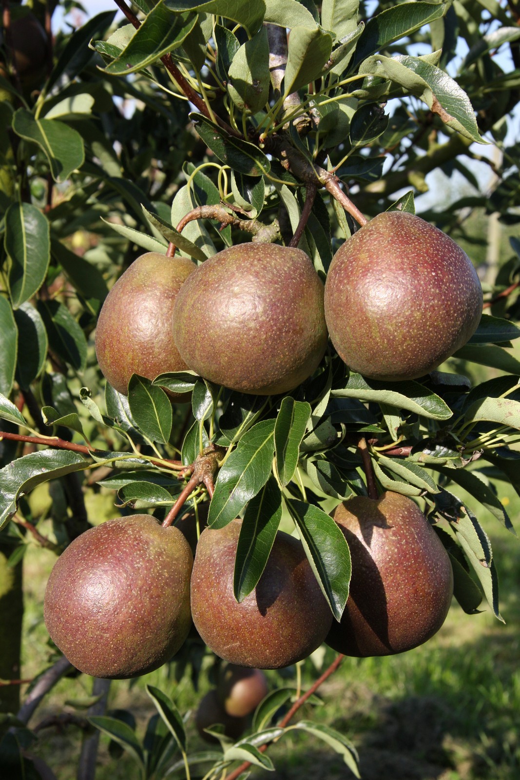 Black Worcester Frank P Matthews