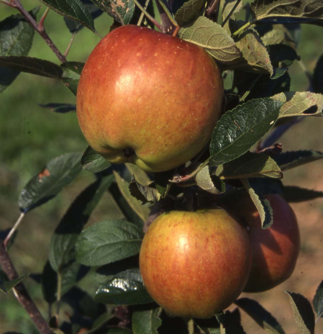 Braeburn Frank P Matthews