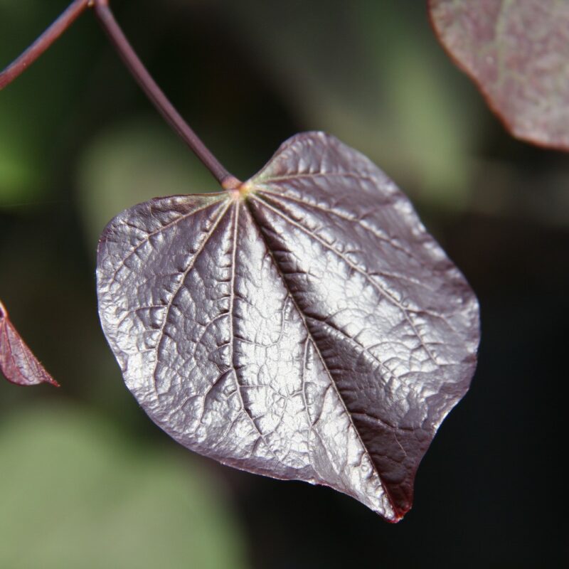 Cercis canadensis 'Ruby Falls'®