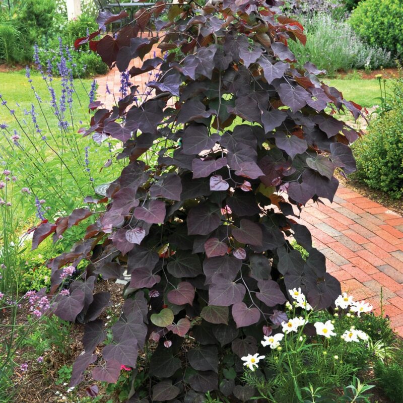 Cercis canadensis 'Ruby Falls'® 1