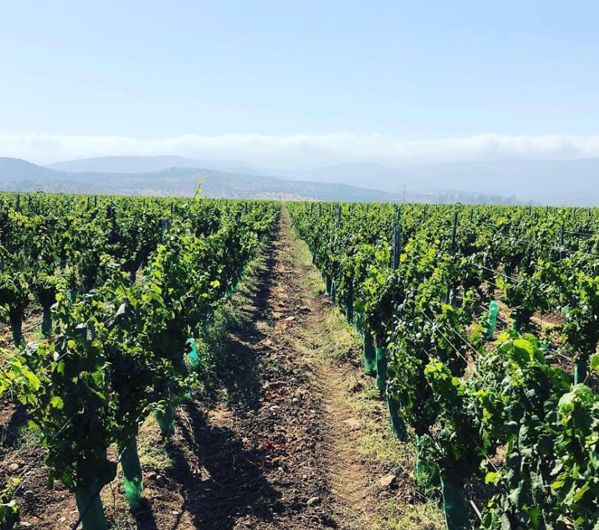 Fruit farming in Chile