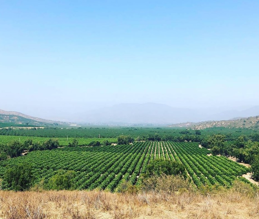 Fruit farming in Chile