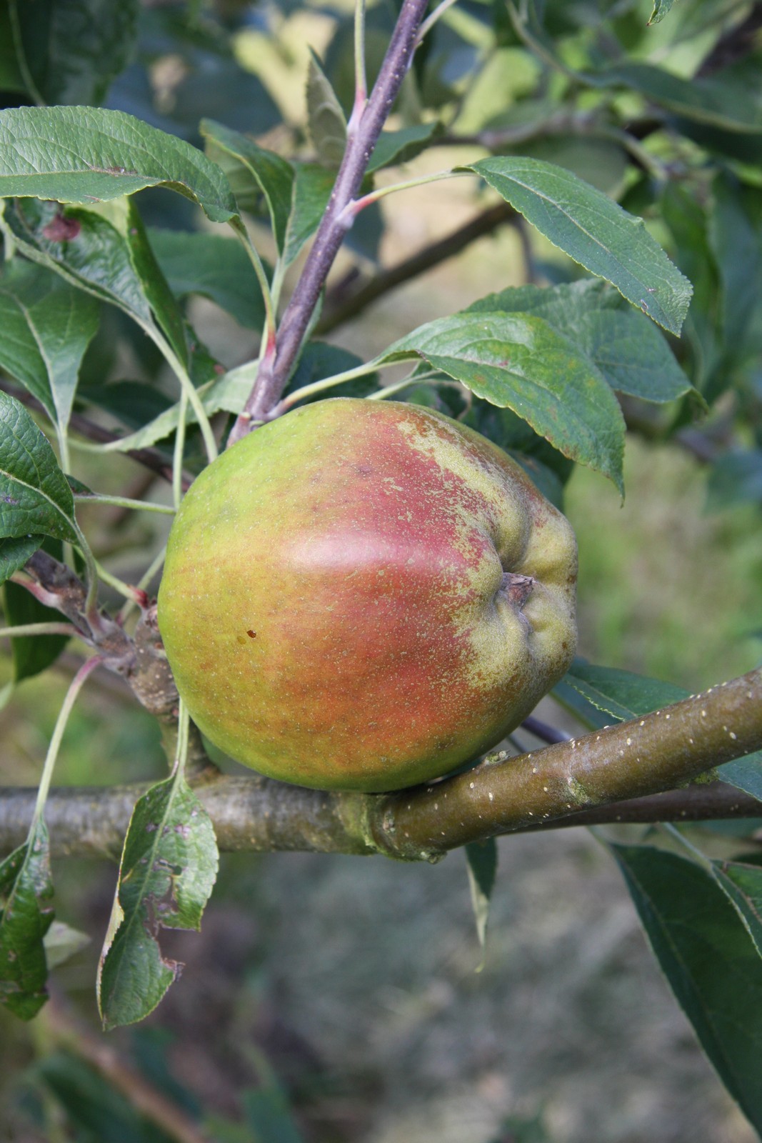 Cornish Gilliflower Frank P Matthews