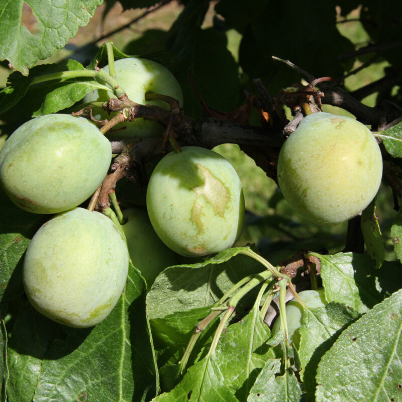 Heritage Fruit Trees Fruit Trees Frank P Matthews