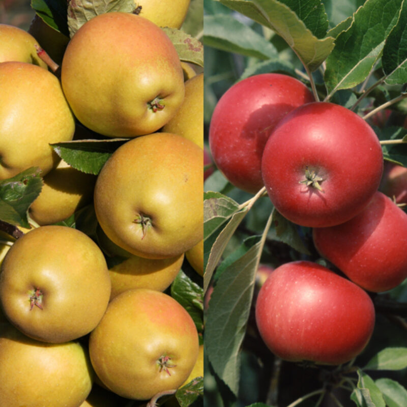Herefordshire Russet ®/Discovery