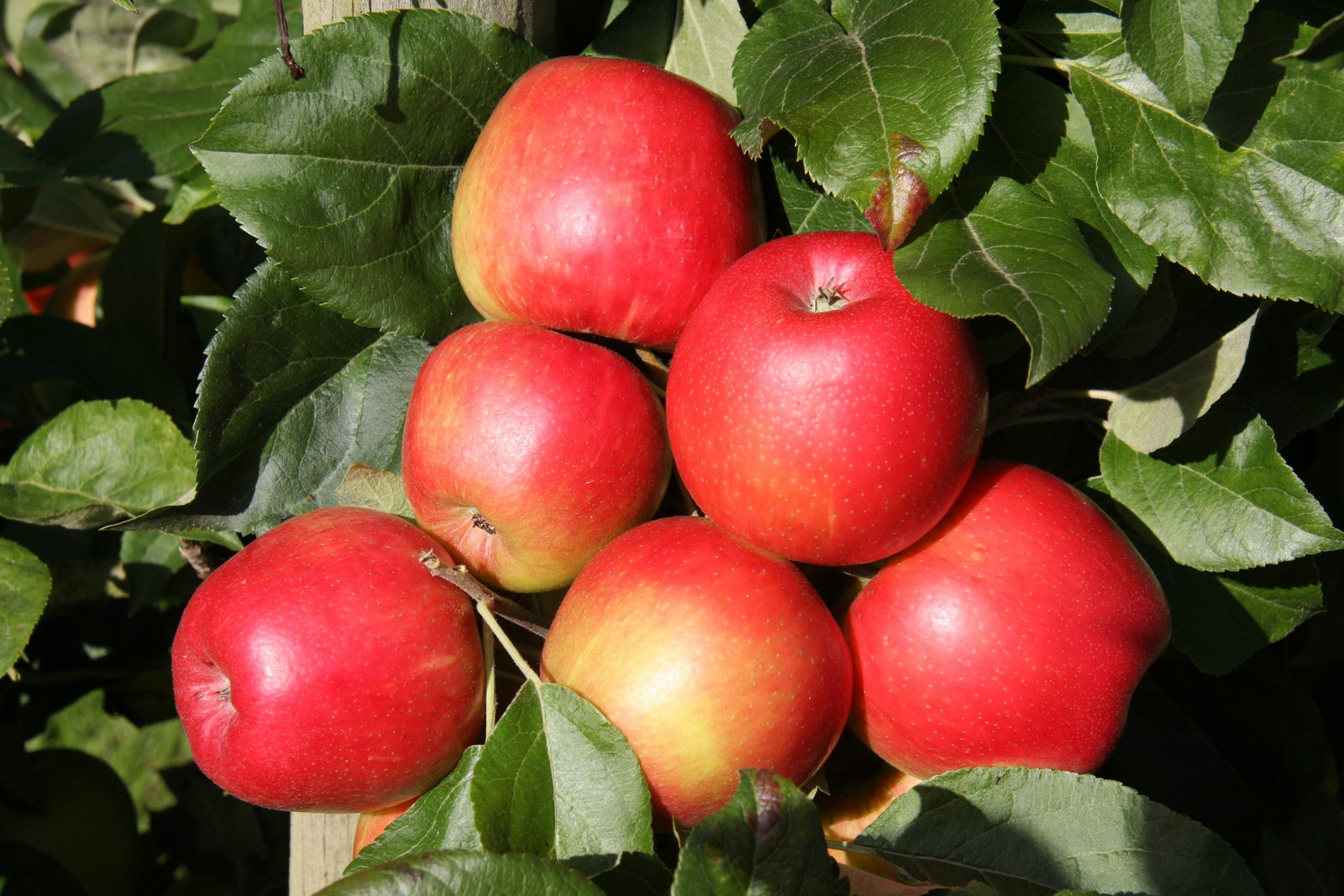 Honeycrisp Frank P Matthews