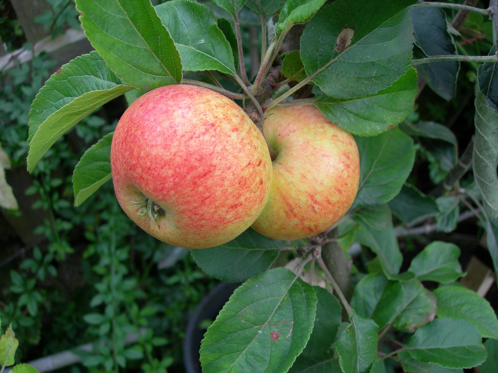 Irish Peach | Frank P Matthews