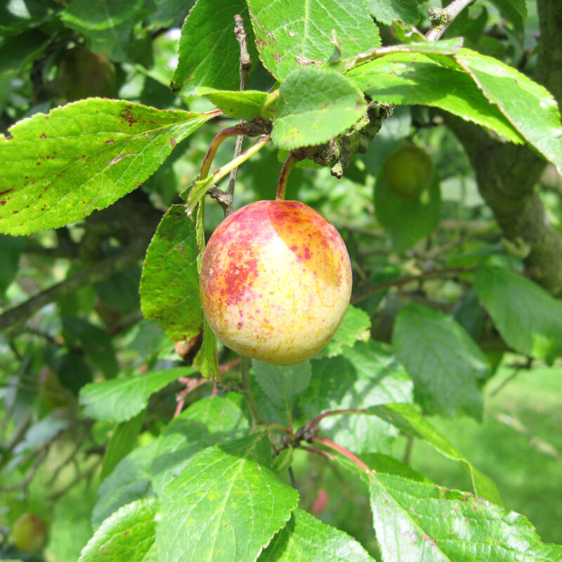Heritage Fruit Trees Fruit Trees Frank P Matthews