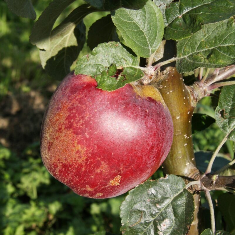 Three Counties Cider Apple Fruit Trees Frank P Matthews