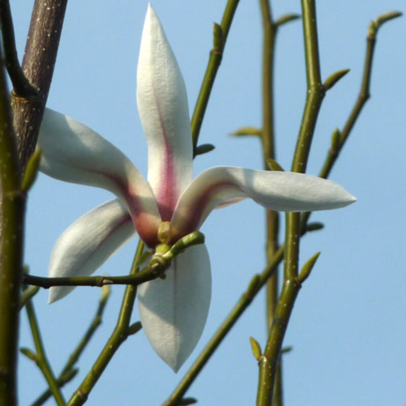 Magnolia 'Amoena' (White)