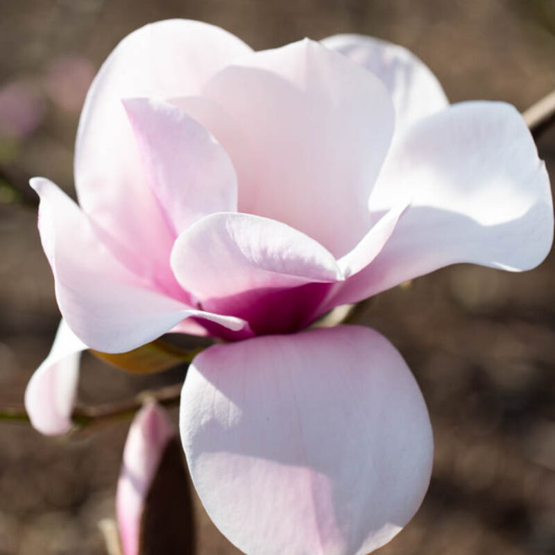 Magnolia 'Atlas' (Light Pink)