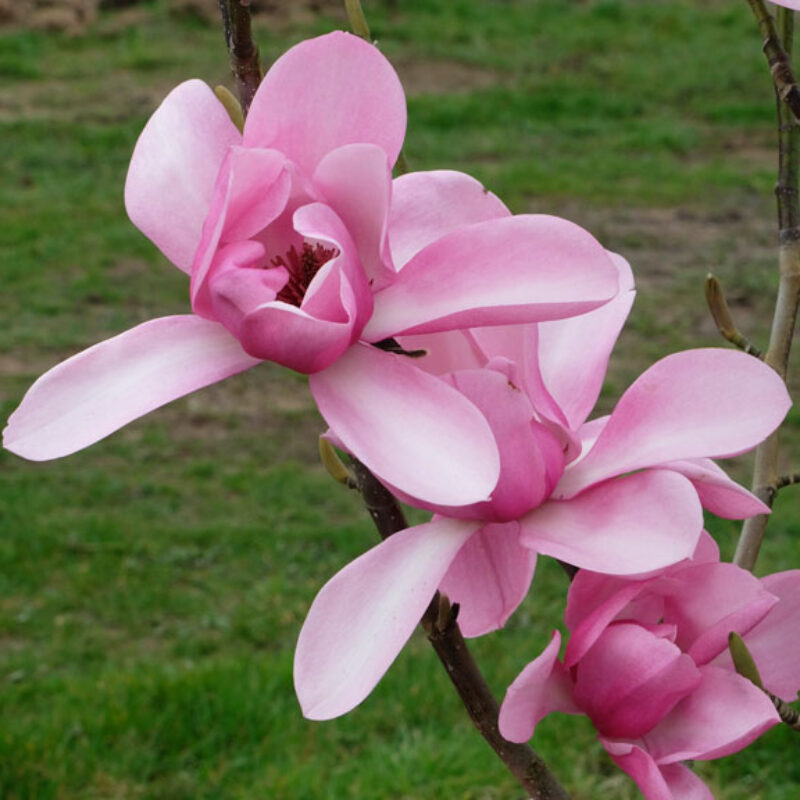 Magnolia 'Aurora' (Light Pink)
