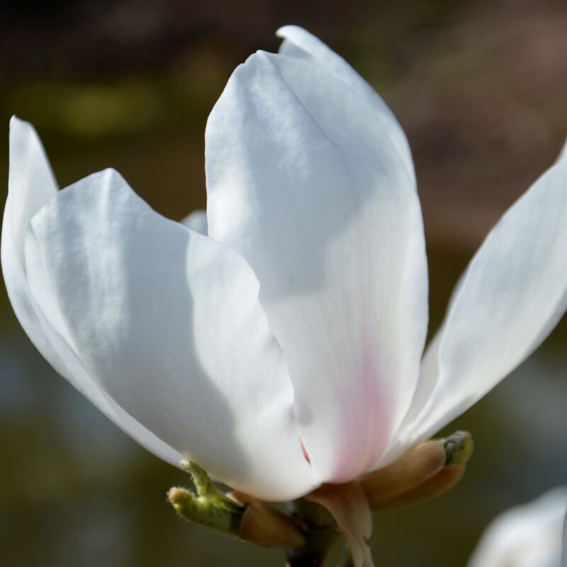 Magnolia 'Avocet' (White)
