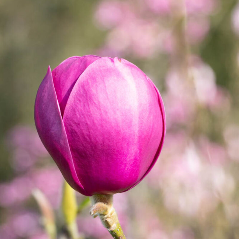 Magnolia 'Black Tulip'® (Dark Purple)