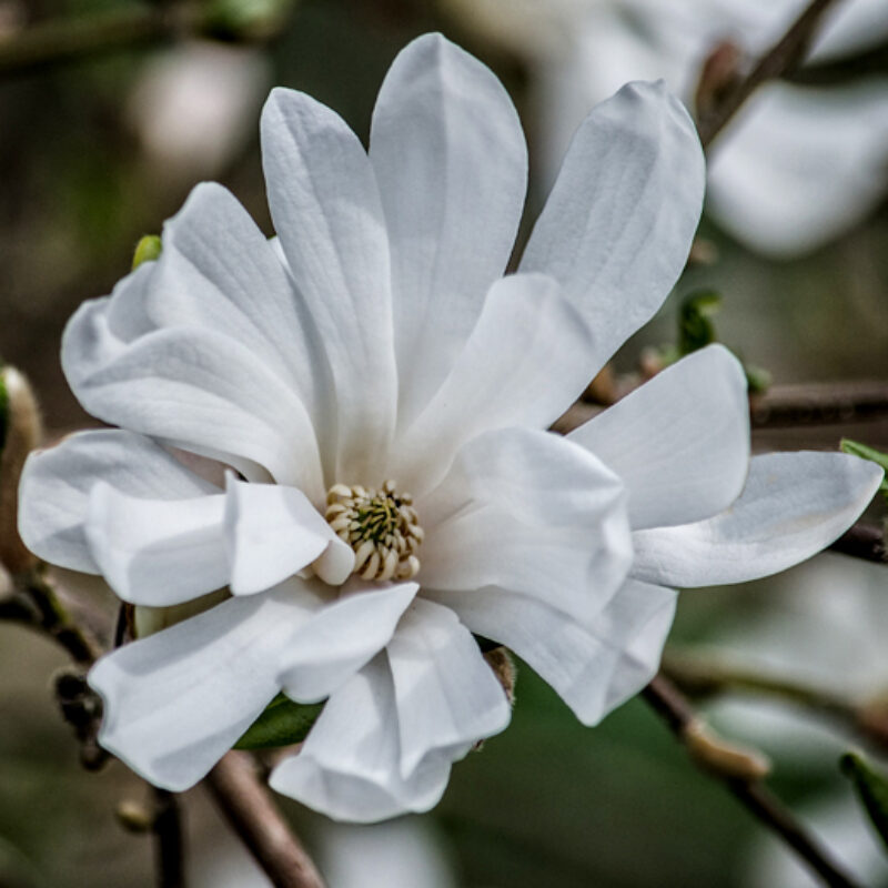 Magnolia 'Centennial' (White)