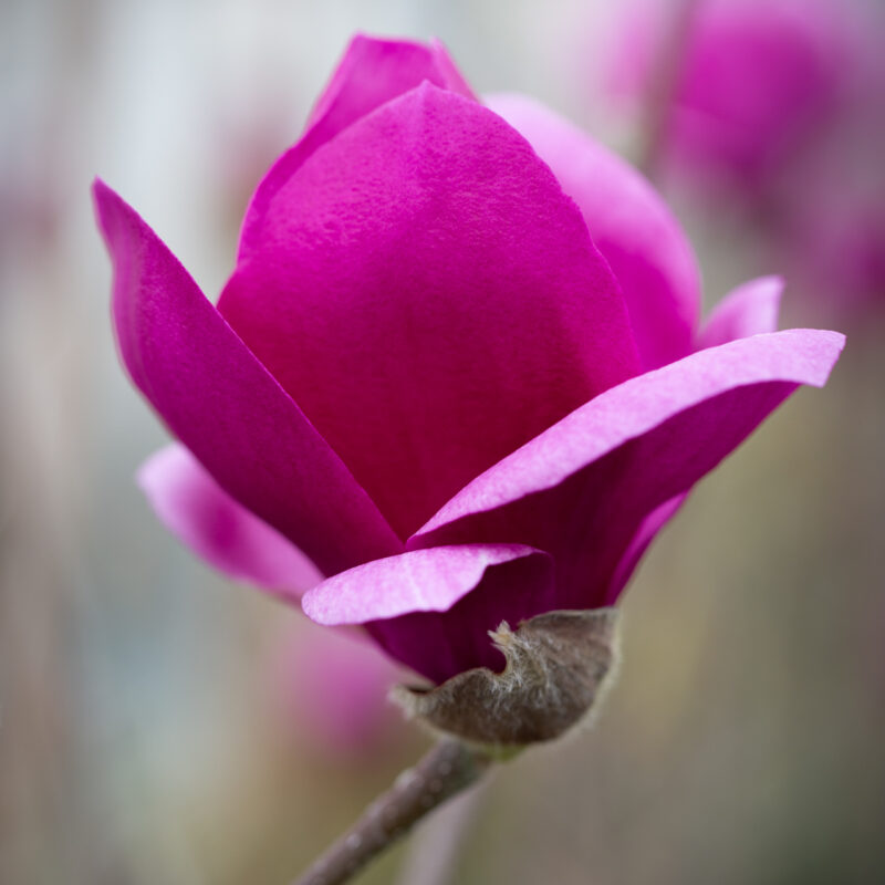 Magnolia 'Cleopatra' (Reddish Purple)