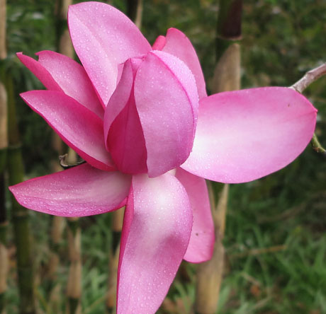 Magnolia 'Darjeerling' (Deep Rose)